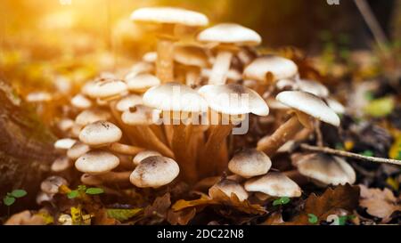 Bouquet de champignons aléatoires en forêt Banque D'Images