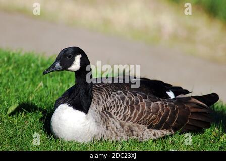 Bernache du Canada (Branta canadensis) Grande oie, avec tête et cou noirs, joues blanches et corps brun, originaire d'Amérique du Nord, introduite au Royaume-Uni. Banque D'Images