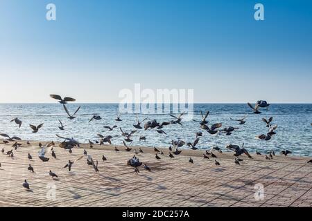 Un groupe de pégeons volant à la corniche de Jeddah, à 30 km de la station balnéaire de la ville de Jeddah. Situé le long de la mer Rouge, dispose d'une route côtière, Banque D'Images