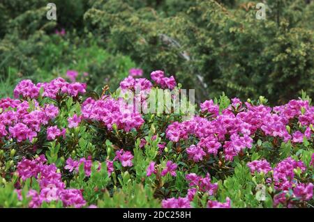 Prairie en fleurs avec des fleurs roses de buissons de rhododendron. Carpates, Ukraine Banque D'Images