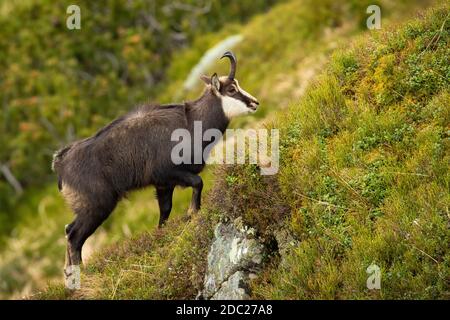 Tatra chamois, rupicapra rupicapra tatrica, montée de pentes abruptes dans les montagnes en été nature. Chèvre sauvage marchant sur des rochers dans un environnement vert. Horne Banque D'Images