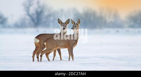 Deux jeunes chevreuils, caperolus caperolus, se tenant sur la neige en hiver avec un espace de copie. Frères et sœurs de mammifères bruns observant sur le champ blanc en panoramique h Banque D'Images