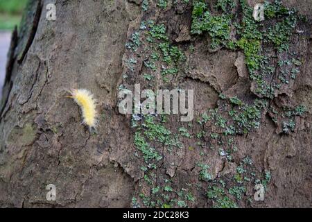 Une petite chenille jaune et douce sur un arbre avec Mousse Banque D'Images