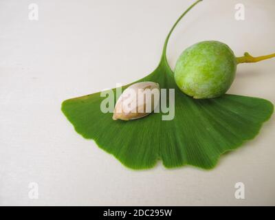 Graines de ginkgo ou noix et une feuille de l'arbre, Ginkgo biloba Banque D'Images