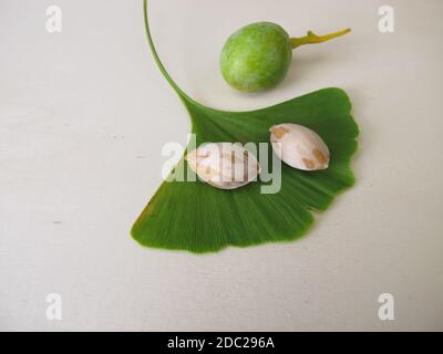 Graines de ginkgo ou noix et une feuille de l'arbre, Ginkgo biloba Banque D'Images