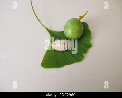 Graines de ginkgo ou noix et une feuille de l'arbre, Ginkgo biloba Banque D'Images
