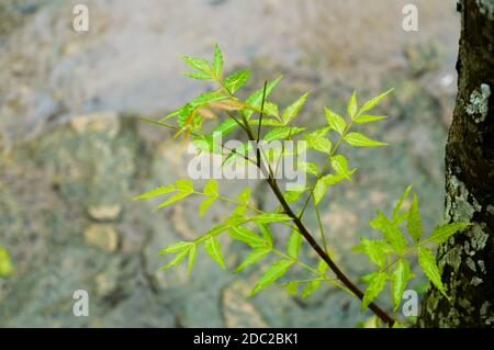 Pluie de mousson tombant sur la feuille de plante de Neem vert. Raindrop sur l'image des feuilles. Belle saison des pluies, goutte d'eau sur fond vert feuille nature. CL Banque D'Images