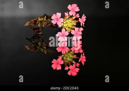 Gros plan de la fleur de verveine argentine rouge avec image miroir sur une plaque de verre noire Banque D'Images