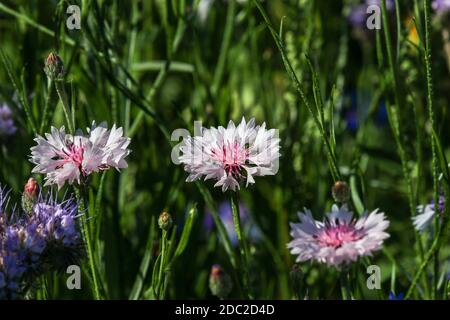 Gros plan des fleurs de bleuets roses et blanches Centaurea cyanus avec petits coléoptères Banque D'Images