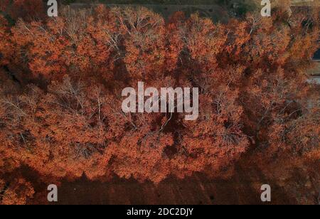 Srinagar. 18 novembre 2020. Photo prise le 18 novembre 2020 montre les paysages d'automne dans la ville de Srinagar, la capitale estivale du Cachemire sous contrôle indien. Crédit : Javed Dar/Xinhua/Alay Live News Banque D'Images