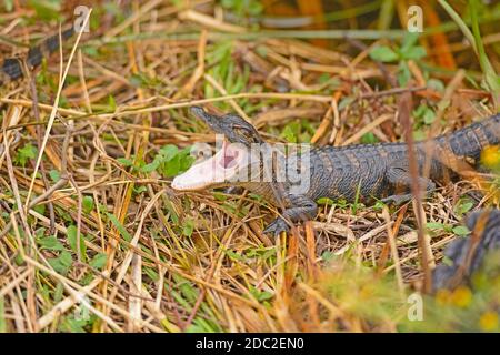 Bébé alligator ouvre sa bouche dans la vallée de Shark, dans les Everglades Parc national en Floride Banque D'Images