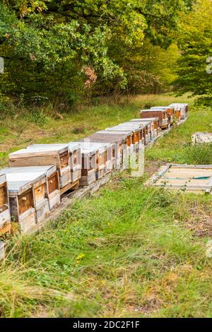 Rangée de ruches en bois sur le bord de la forêt pour les abeilles sauvages. Banque D'Images