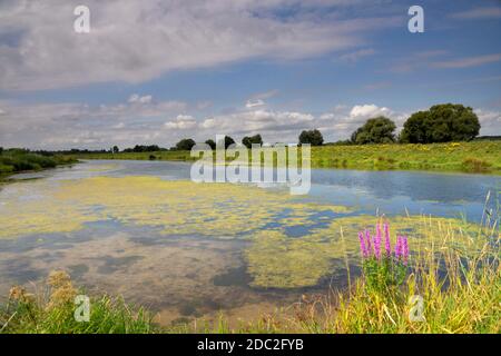 GAT van Den Kleinen Hil est une crique dans le Parc national hollandais de Biesbosch à proximité du village de Werkendam Banque D'Images