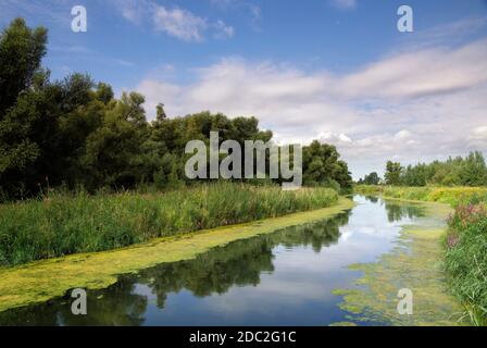 Vue depuis un pont au-dessus d'une crique dans le National Parc de Biesbosch Banque D'Images