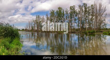 Les arbres le long de la crique appelé Gat van Den Kleinen Hil Dans le parc national néerlandais de Biesbosch Banque D'Images