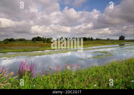 GAT van Den Kleinen Hil est une crique dans le Parc national hollandais de Biesbosch à proximité du village de Werkendam Banque D'Images