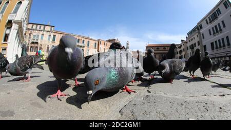 pigeon urabn dans la ville avec beaucoup d'autres en regardant pour manger des miettes Banque D'Images