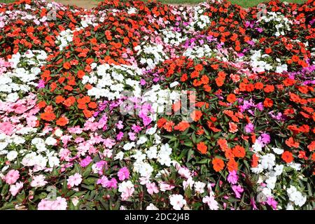 Fleurs fleuries en été avec de petites fleurs colorées appelées impatiens walleriana ou lizzie Banque D'Images