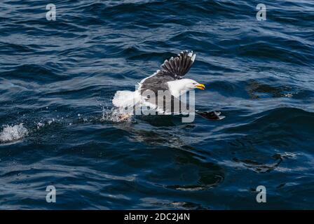 Grand Goéland à dos noir - Larus marinus, grand Goéland de l'Atlantique Nord, Shetlands, Écosse, Royaume-Uni. Banque D'Images