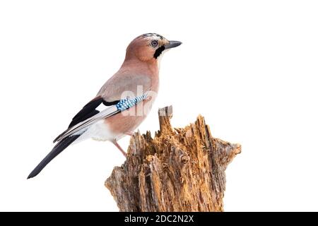 jay eurasien, garrulus glandarius, assis sur un bois isolé sur fond blanc. Petit oiseau reposant sur l'arbre découpé sur le blanc. Anime coloré à plumes Banque D'Images