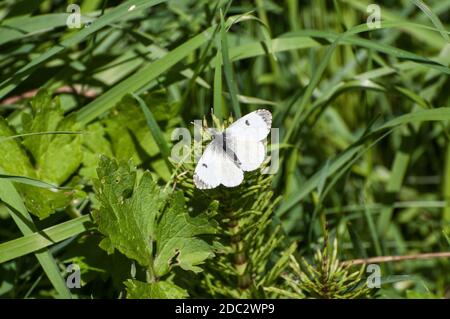 Autour du Royaume-Uni - British Butterflies - Small White Banque D'Images