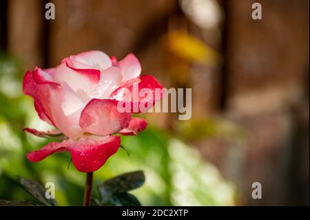 Rose et blanc grand jardin de thé hybride rose gros plan, fond romantique Banque D'Images