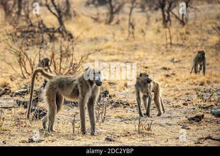 Une famille de babouins Chacma de couleur olive dans le parc national de Mudumu dans la région de Caprivi ou Zambèze en Namibie. Banque D'Images