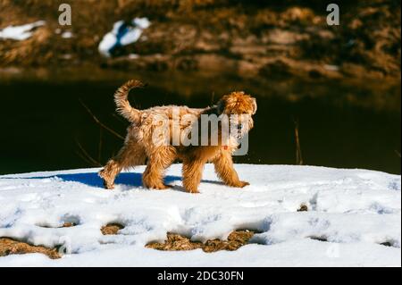 Sympathique chien domestique pedicupidité marchant sur la neige avec la terre brune en arrière-plan Banque D'Images