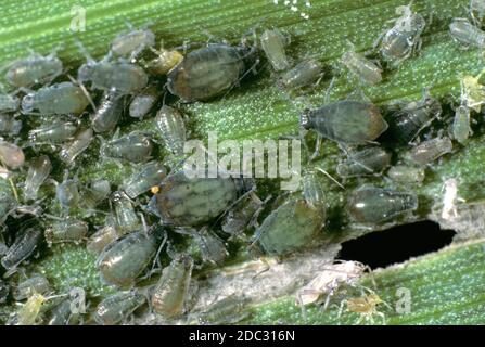 Pucerons de la cerise et de l'avoine (Rhopalosiphum padi) infestation de ravageurs d'aspiration de plantes à tous les stades sauf les alates sur une feuille de maïs Banque D'Images