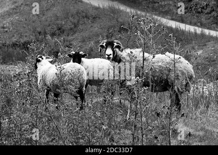 Swaledale brebis avec agneaux dans la partie supérieure de la Derwent Valley dans le Pic de Districy de Derbyshire Banque D'Images