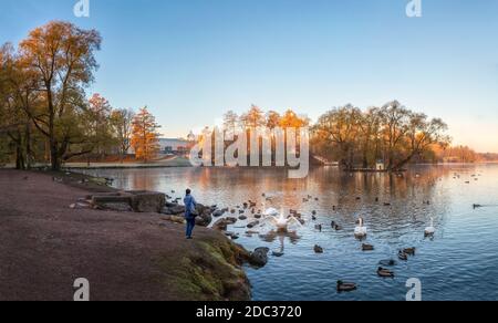 Vue d'automne panoramique sur le parc du matin avec cygnes et la silhouette d'une femme solitaire sur le rivage. Gatchina. Russie. Banque D'Images