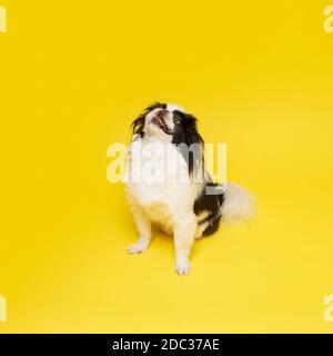 Un chien japonais Chin sur fond jaune Banque D'Images