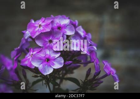 Motif Phlox d'automne. Arrière-plan artistique. Fleurs de Phlox dans le jardin. Gros plan, mise au point douce. Banque D'Images