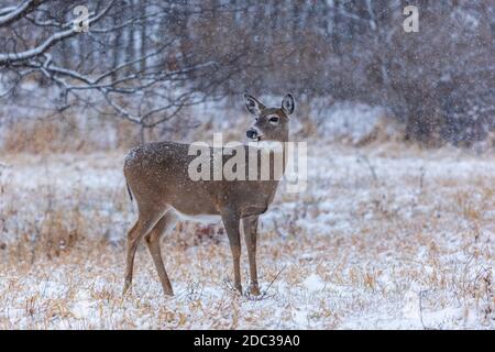 Chute de neige sur un doe dans le nord du Wisconsin. Banque D'Images