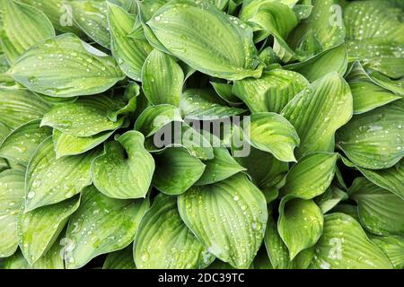 Gouttes de pluie sur les feuilles vertes Hosta Banque D'Images