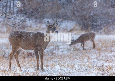 La Doe à queue blanche et son fauve lors d'une tempête de neige dans le nord du Wisconsin. Banque D'Images