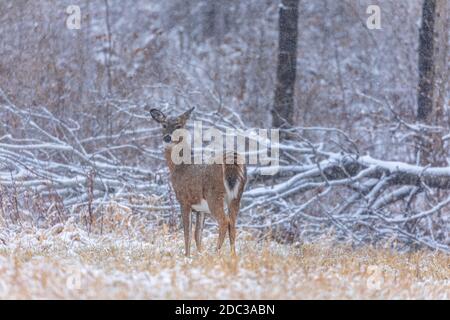 Chute de neige sur un doe dans le nord du Wisconsin. Banque D'Images