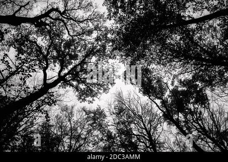 Grumsin, Allemagne. 08 novembre 2020. La forêt de hêtres de Grumsin, site du patrimoine naturel mondial de l'UNESCO depuis 2011, est l'une des zones forestières les plus importantes au monde. Une randonnée est une expérience impressionnante à tout moment de l'année. En novembre, lorsque des wafts de brume pendent parfois dans la forêt toute la journée, des humeurs mystiques sont créées qui jettent un charme sur les visiteurs. Crédit: Ingolf König-Jablonski/dpa-Zentralbild/ZB/dpa/Alay Live News Banque D'Images