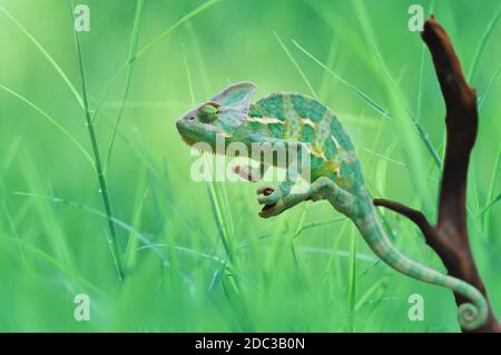 Caméléon sur l'herbe Banque D'Images