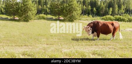 bull. Symbole de 2021. Signe du zodiaque Taurus. Bannière. Grand taureau avec un anneau dans son nez, se tenait majestueusement dans un pâturage d'été luxuriant, un taureau de lait qui broutage Banque D'Images