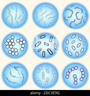 image stylisée de différents types de bactéries dans un pétri plat Illustration de Vecteur