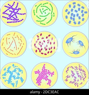 image stylisée de différents types de bactéries sous microscope Illustration de Vecteur