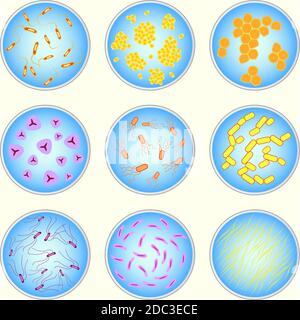 image stylisée de différents types de bactéries sous microscope Illustration de Vecteur