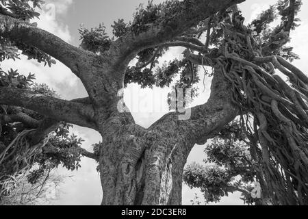 Image de plage dynamique élevée d'un vieux banyan effrayant arbre avec de nombreuses branches et feuilles en monochrome Banque D'Images