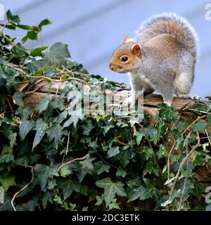 Écureuil gris (écureuil gris de l'est / écureuil gris) Sciurus carolinensis. Sur une clôture de jardin. Novembre, Kent, Royaume-Uni. Banque D'Images