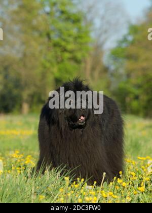 Chien de Terre-Neuve Banque D'Images