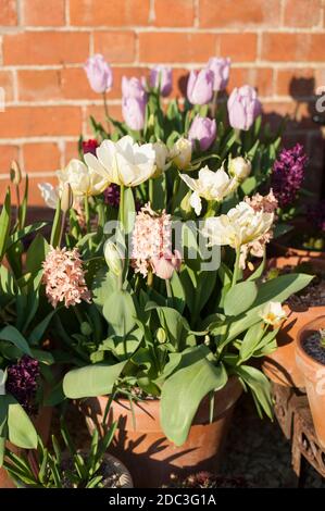 Tulipe 'Empereur exotique' («Vallée Blanche»), Tulipa 'Salmon Van Eijk', jacinthus orientalis 'Reine Gypsy' et 'Woodstock' et Tulipa 'Prince Candy' Banque D'Images