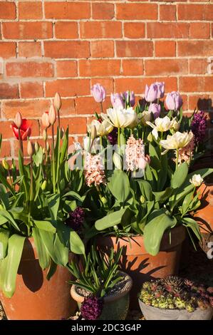 Tulipa 'Empereur exotique', 'Salmon Van Eijk' et 'Candy Prince' avec jacinthus orientalis 'Gypsy Queen', 'Woodstock' et 'Purple sensation Banque D'Images