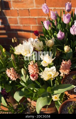 Tulipe 'Empereur exotique' («Vallée Blanche»), Tulipa 'Salmon Van Eijk', jacinthus orientalis 'Reine Gypsy' et 'Woodstock' et Tulipa 'Prince Candy' Banque D'Images