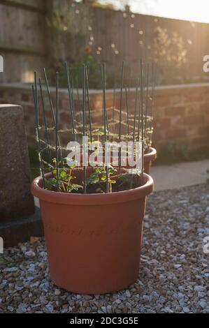 Jeune fraise, Fragaria × ananassa ‘Cambridge Favorites’ plante dans un récipient avec des cannes protectrices et de la ficelle Banque D'Images